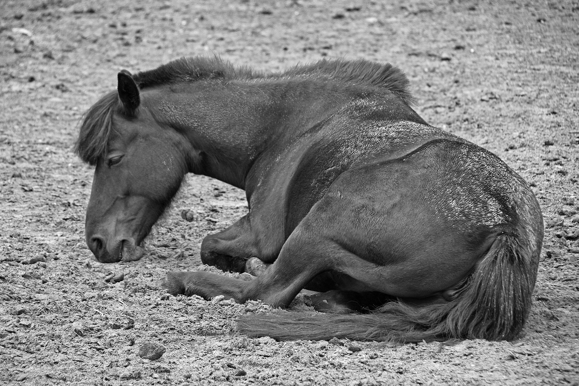 horsing around on the beach