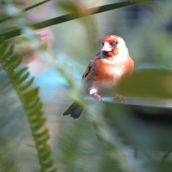 small red song bird