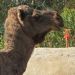 camel looking to the right with its nose near a red flowering plant