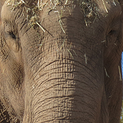 elephant looking straight at the camera with a bunch of hay on top of its head