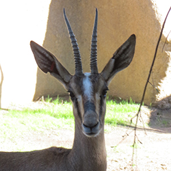 gazelle looking directly into the camera