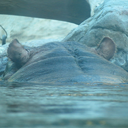 photpgraph of the hippopotamus