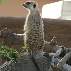 meerkat standing tall on hind legs