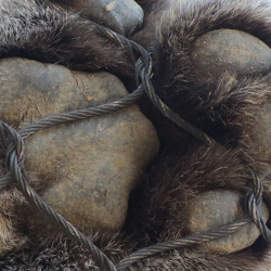 paw pads of a large cat