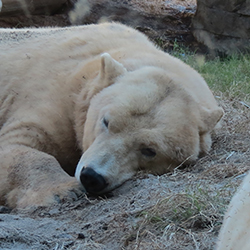 polar bear lying on the ground