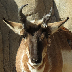 pronghorn looking into the camera