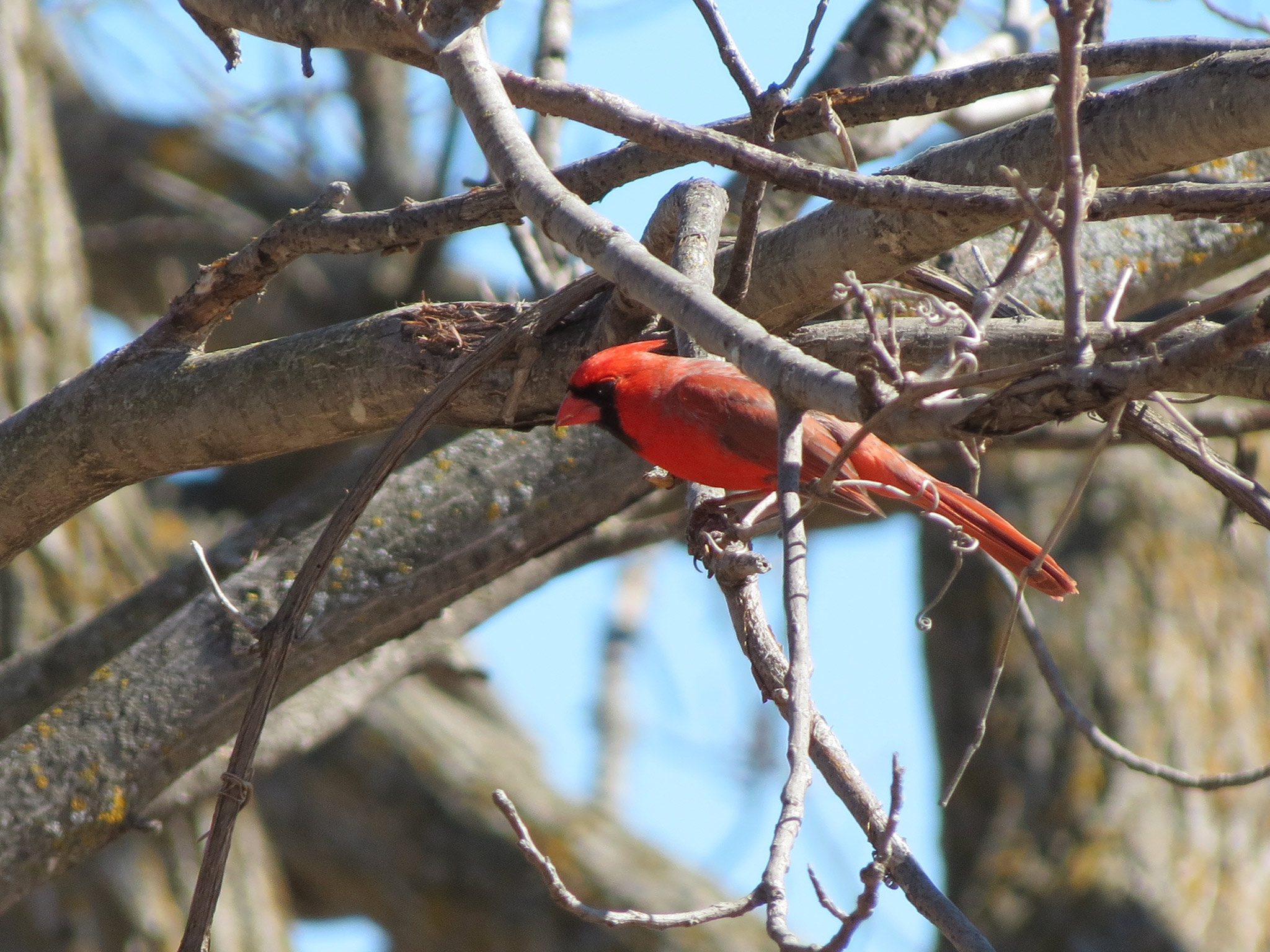 photograph of a cardinal on a tree branch