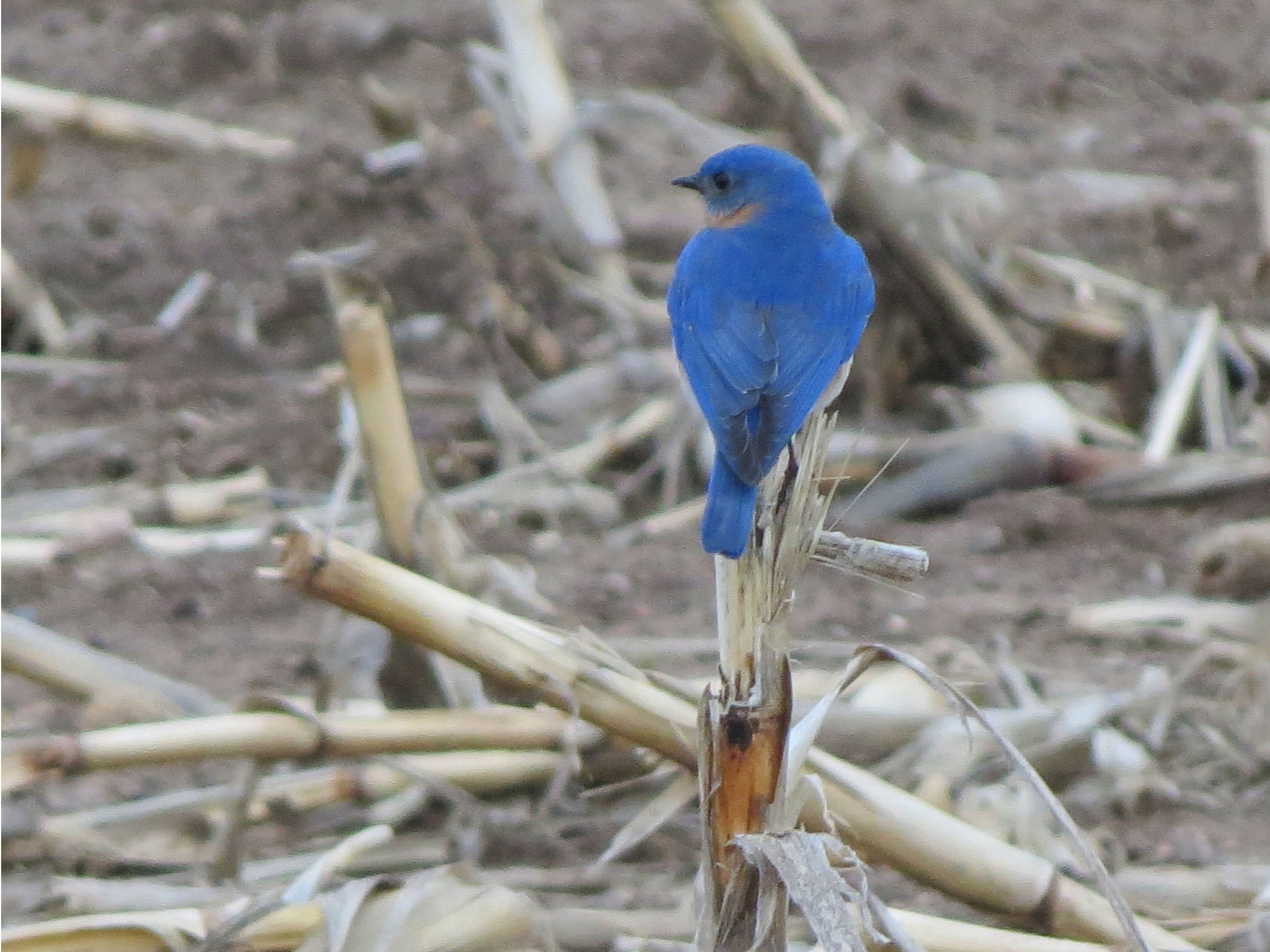 Bluebird