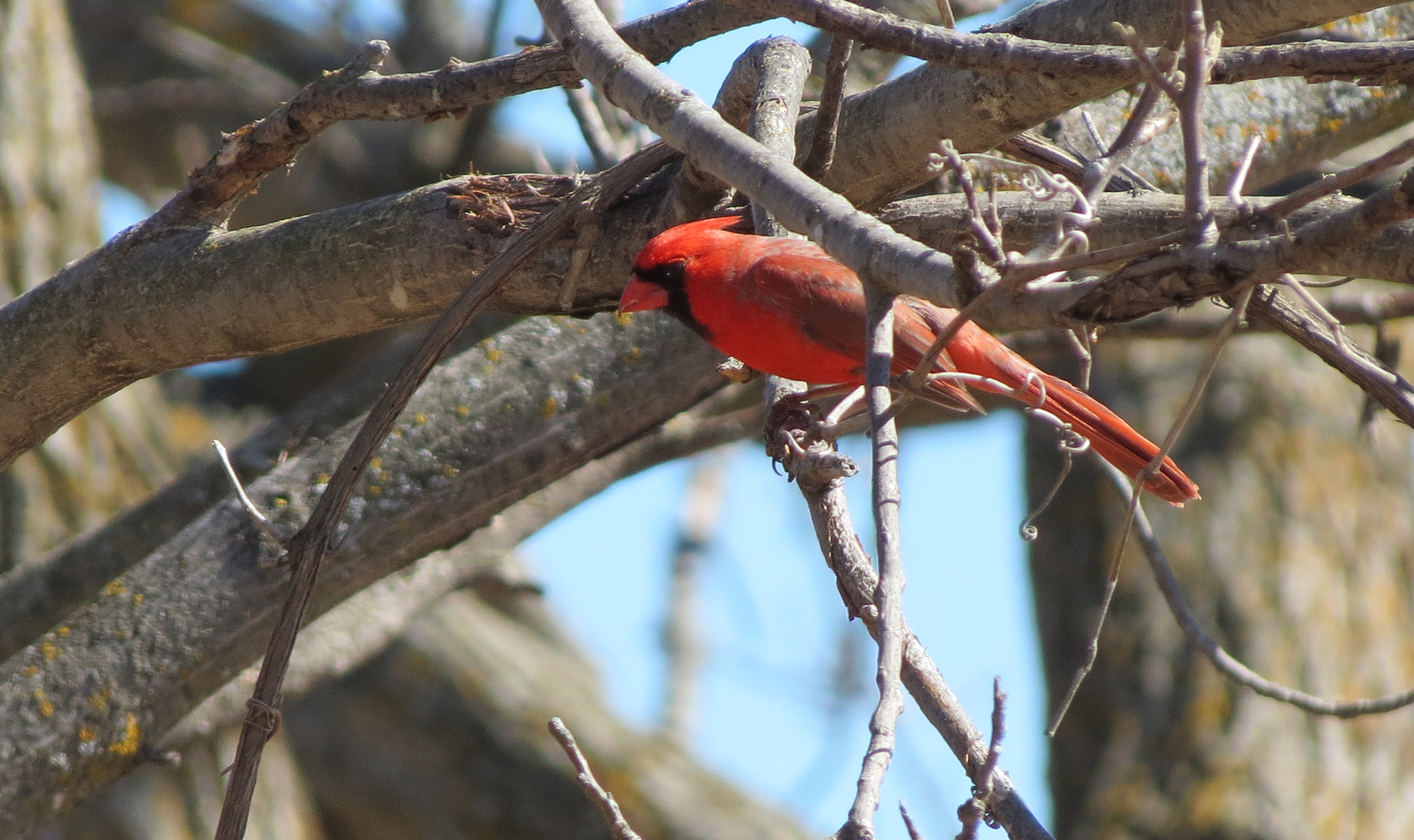 Cardinal