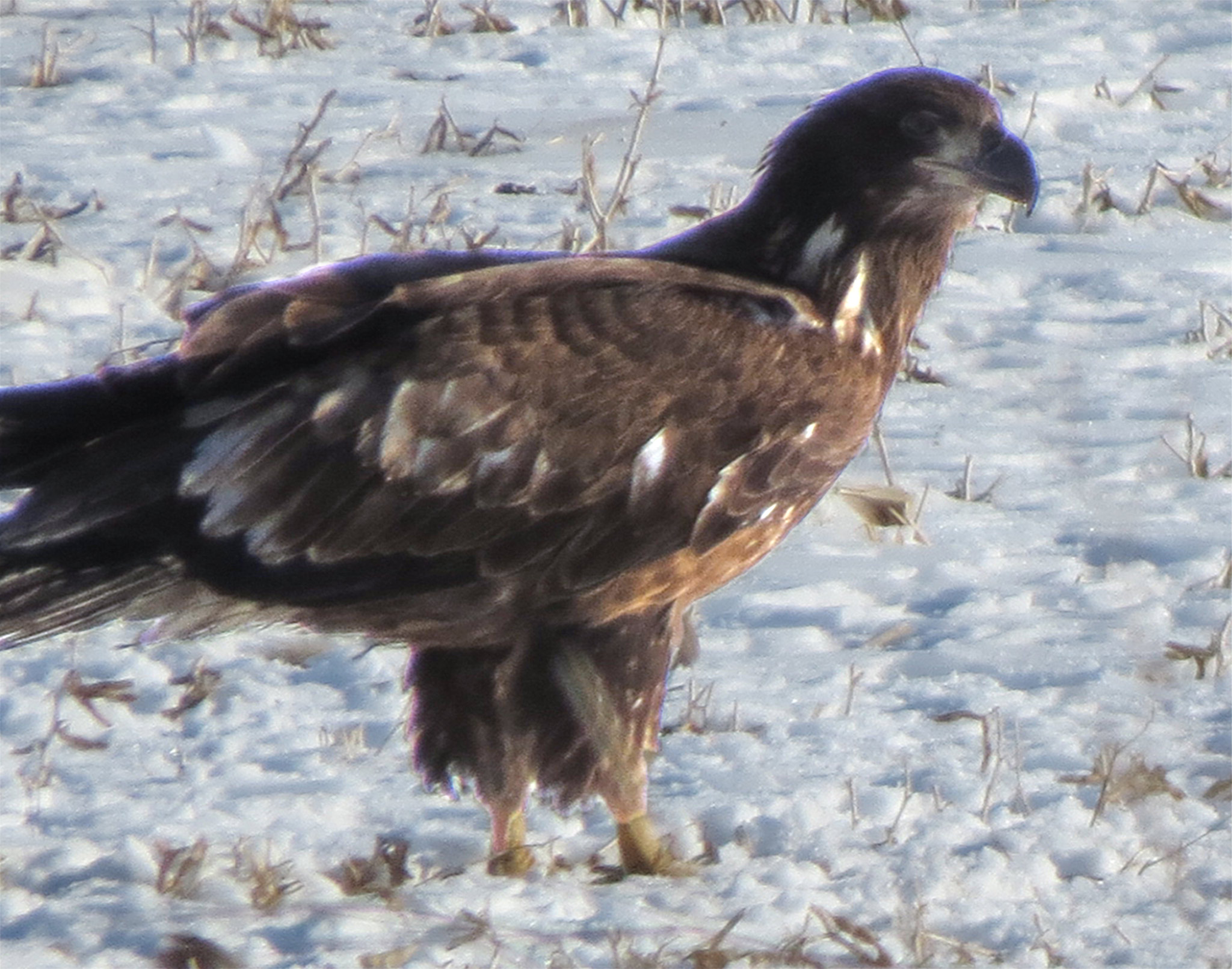 American Bald Eagle standing in a snow covered corn field