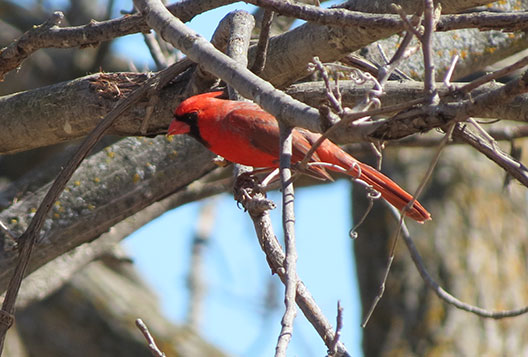 Cardinal in a tree photo