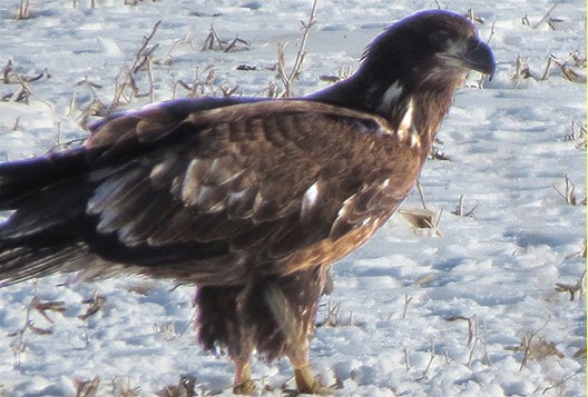 Bald Eagle standing in a snow covered field photo