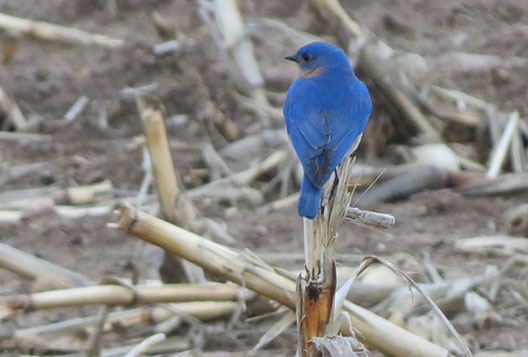 Bluebird with it's back to the lens photo