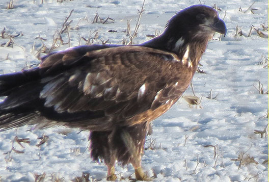 Bald Eagle, Central Minnesota